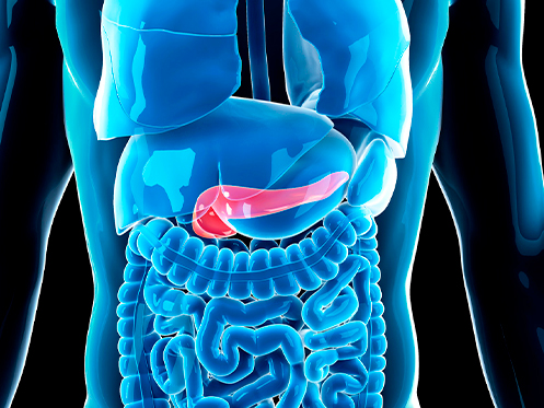 Imagem ilustra a parte interna do corpo humano, destacando o pâncreas.