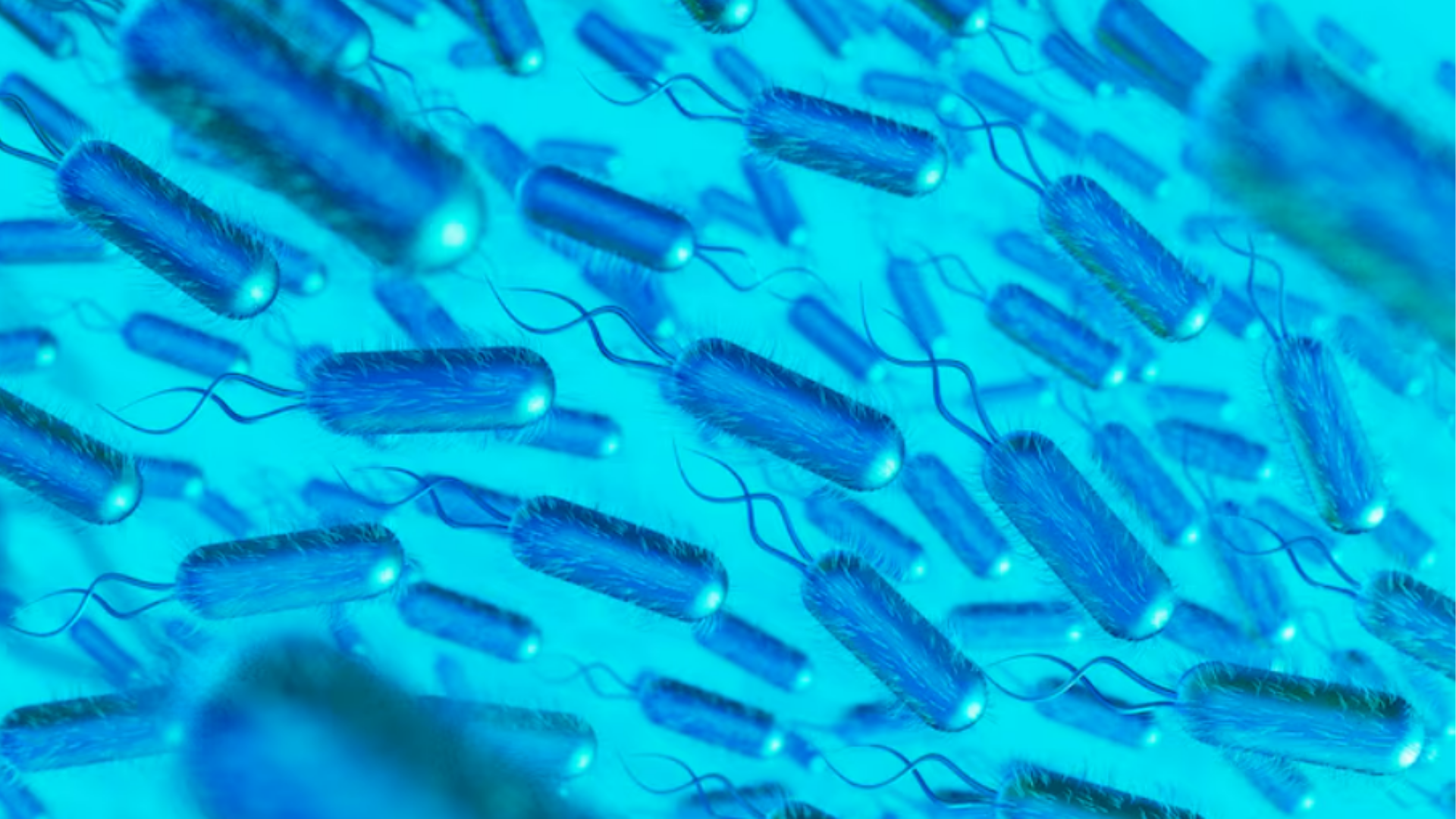 Helicobacter pylori | Gastromed – Instituto Zilberstein